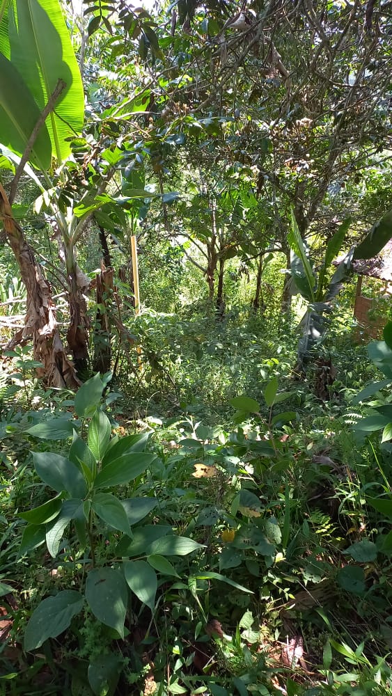 LOTE EN EL QUEREMAL EN VENTA W8240660JR